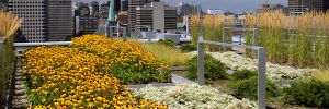 Toits Vertige se spécialise dans la conception de mur vert, toit-terrasse et de toiture végétalisée à Montréal et à Québec.
