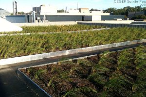 Toits verts et toit terrasse projets scolaires. Toits Vertige