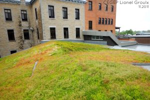 Toits verts et toit terrasse projets scolaires. Toits Vertige