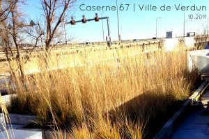 Toits verts et toit terrasse projets institutionnels. Toits Vertige