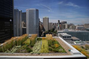 Réalisation Toits Vertige. Conception et installation d'une toiture végétalisée pour Québécor Groupe Média Montréal.