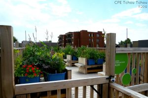 Toits verts et toit terrasse projets institutionnels. Toits Vertige