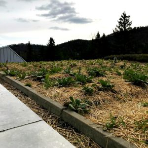 Réalisation Toits Vertige. Projet d'agriculture urbaine pour la Clef des champs.