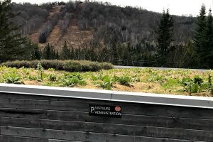 Réalisation Toits Vertige. Projet d'agriculture urbaine sur toit pour la Clef des champs.
