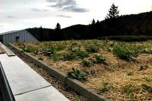 Réalisation Toits Vertige. Projet d'agriculture urbaine sur toit pour la Clef des champs.
