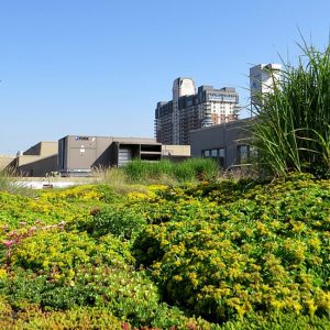 Les Toits Vertige. Installation d’un toit vert extensif aménagé avec différents niveaux de terreaux pour le Collège Letendre.