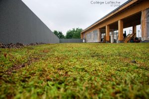 Toits verts et toit terrasse projets scolaires. Toits Vertige