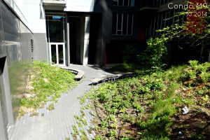 Toiture Verte_condos et copropriété_Toits Vertige