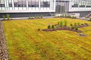 Toits verts et toit terrasse projets scolaires. Toits Vertige